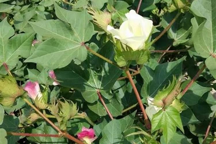 棉花需肥规律,施肥原则,施肥注意事项