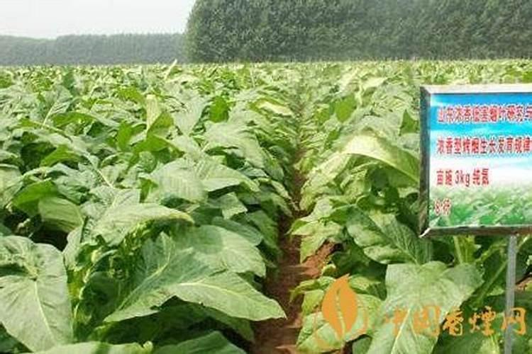 冬季修剪已经开始如果这个树枝再不修剪明年就是大灾难了!