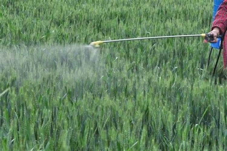 小麦清明前后还能撒尿素吗