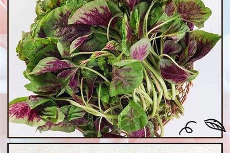 花生开花期怎样种植与管理产量高