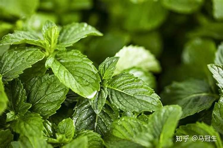 薄荷叶可以吃吗