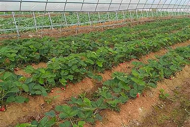 辣椒开花期一亩地滴两公斤左右高钾肥合适吗