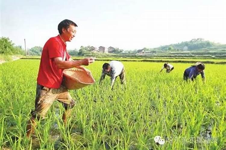 水稻什么时候撒肥最好