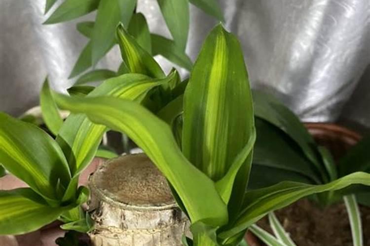 有机肥有机质含量标准