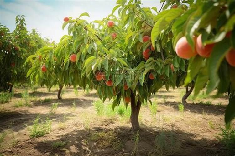 桃树用什么肥料好？