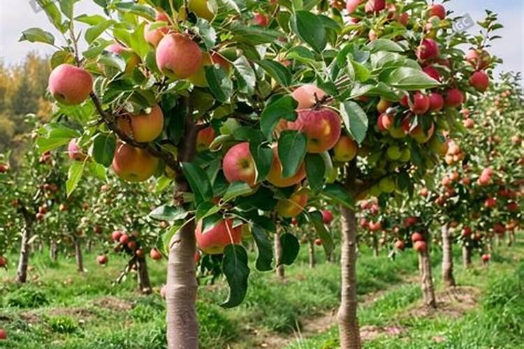 苹果树苗怎样栽培