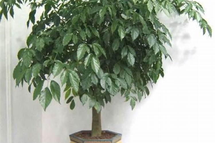 哪位知道植力康叶面钙肥、碳肥哪家便宜吗？