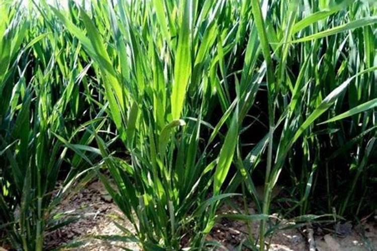 无尽夏绣球什么时候开始调蓝