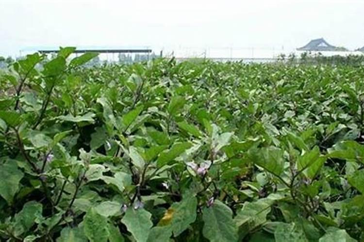 水溶性肥料受潮结块还能用吗