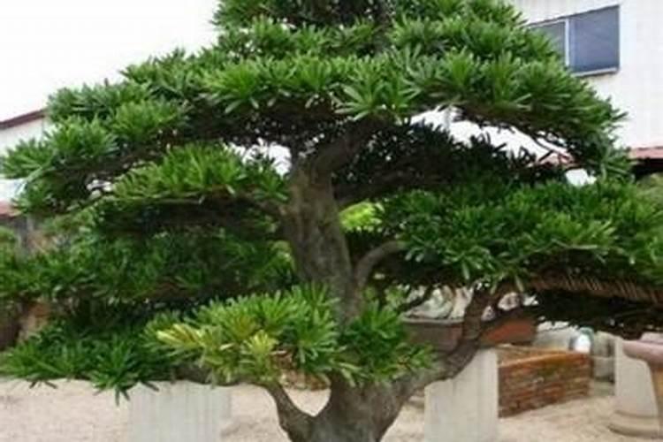 罗汉松用什么肥料