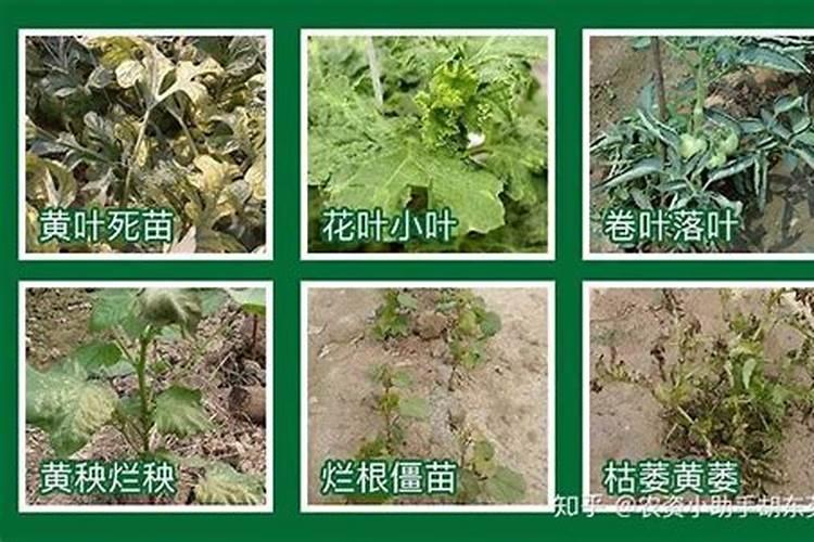 发财树得了枯叶病怎么办