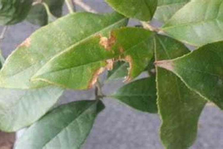 月季枯叶病怎么治