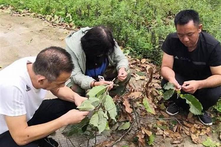 月季枯叶病怎么治