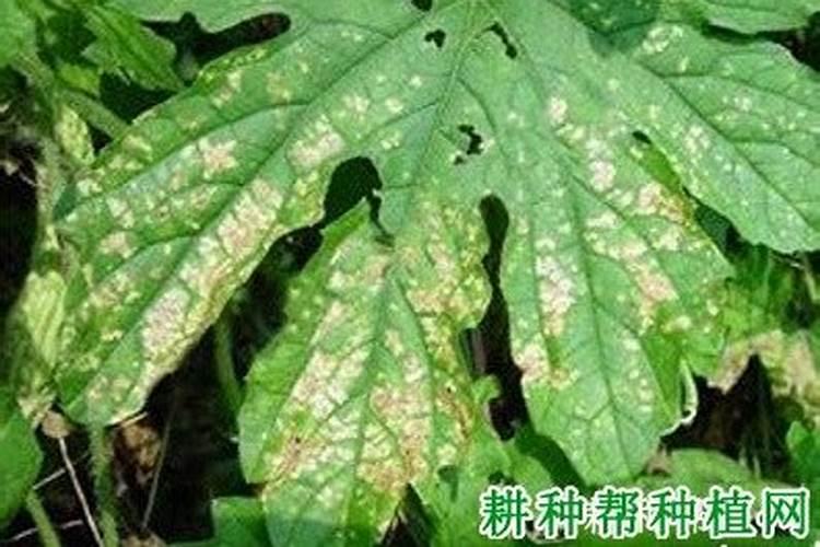 叶枯病用什么药好