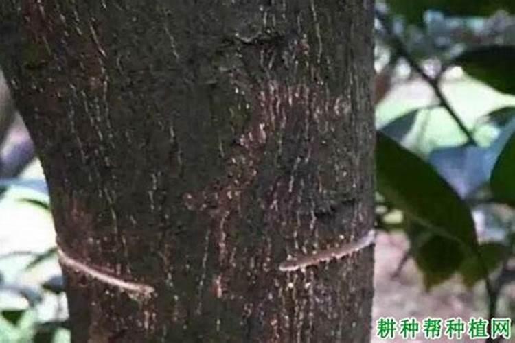 干货!促柑橘花芽分化,看完记得收藏!
