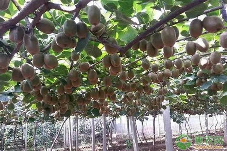 猕猴桃水溶肥的用量用法是什么