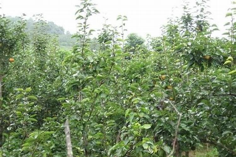 奇楠沉香叶面肥什么时候打效果好