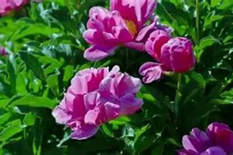 小白菜出芽后几天浇肥