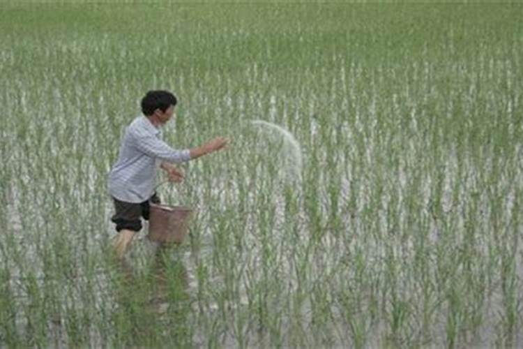 西红柿追什么肥最甜