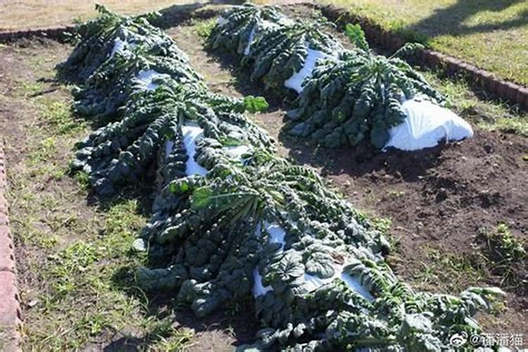 火山灰对庄稼那么好,为什么不收集做成化肥呢？