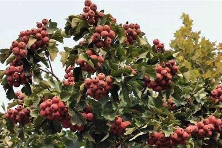 盐的分类有哪些