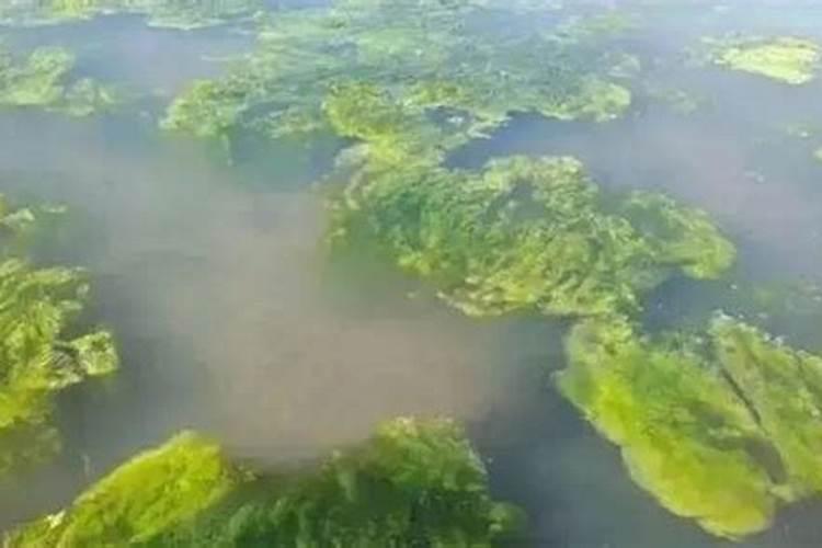 农村种植水稻,磷肥对水稻有多大的作用？