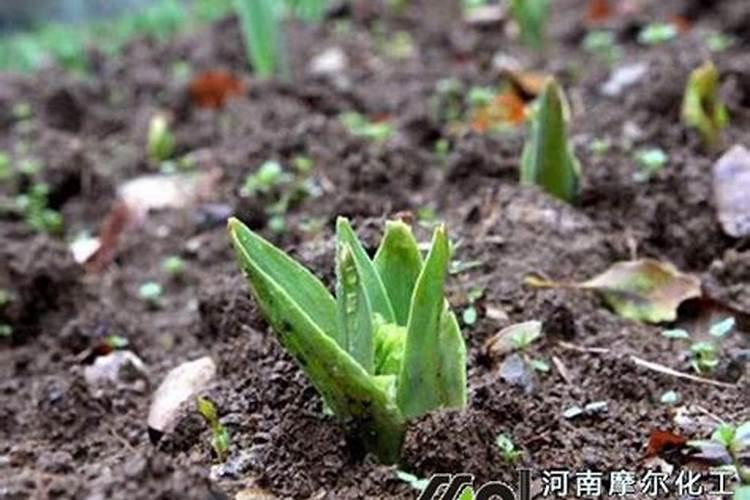 作物吸收肥料需要多长时间