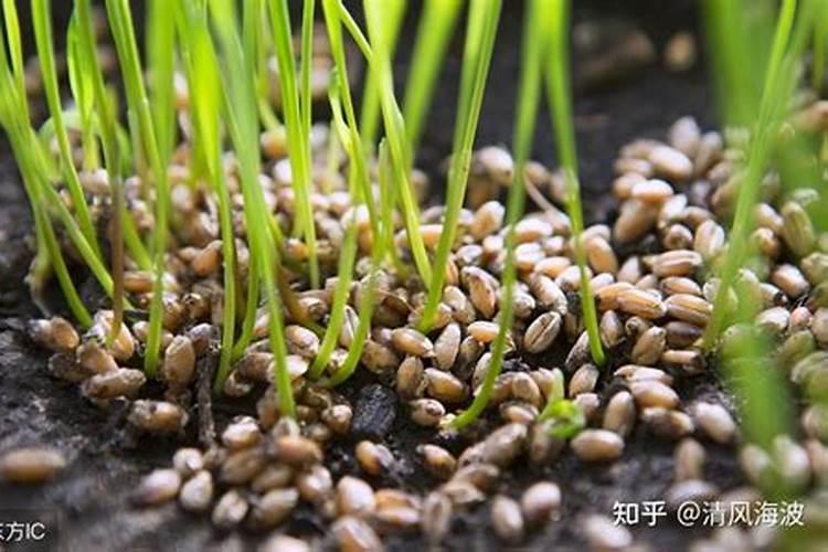 油菜施用硼肥的方法有哪些