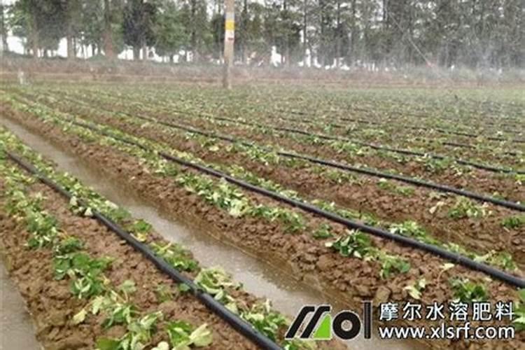 磷酸二氢钾可以根部施肥吗