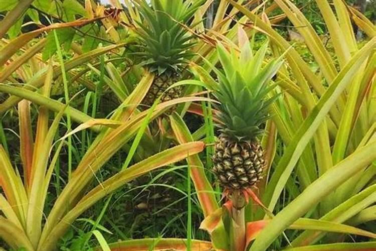 大树菠萝怎么才桂果实