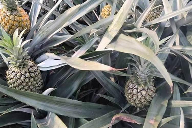 大树菠萝怎么种植