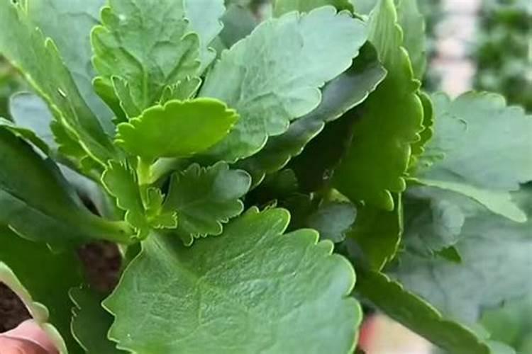 新买的长寿花换盆后总是不长根是什么原因呀？