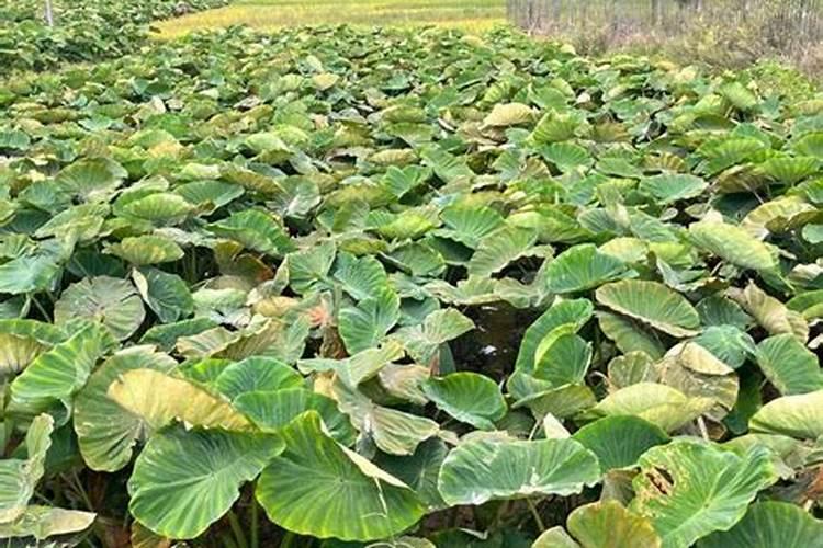 槟榔芋的种植与管理技术