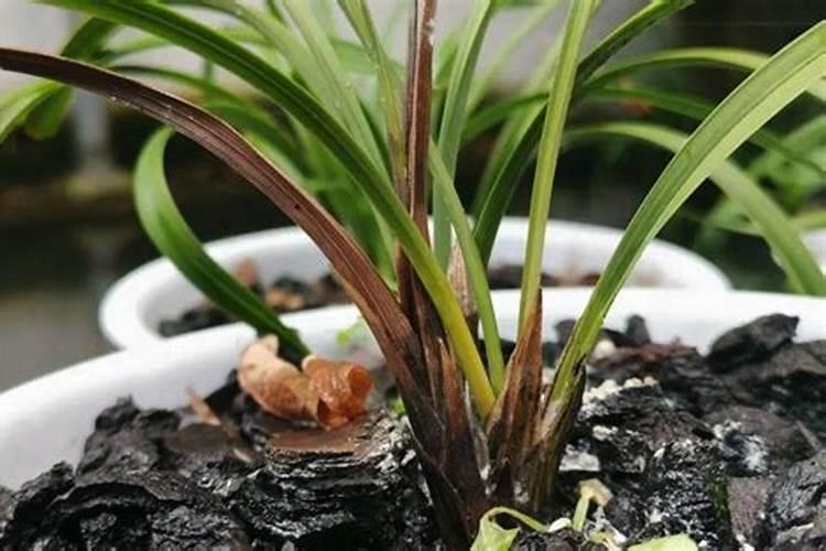 氮肥在土壤中的有效期