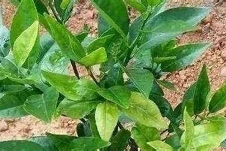 月季花上盆后为什么会出现水 月季浇水过多闷根的表现