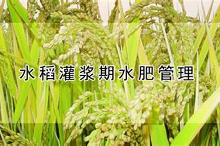 水稻灌浆期水肥管理