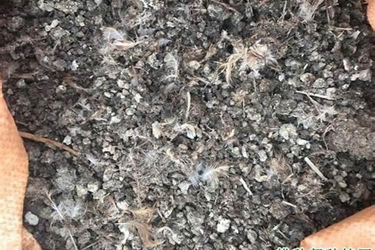 复合肥浇花怎么使用正确