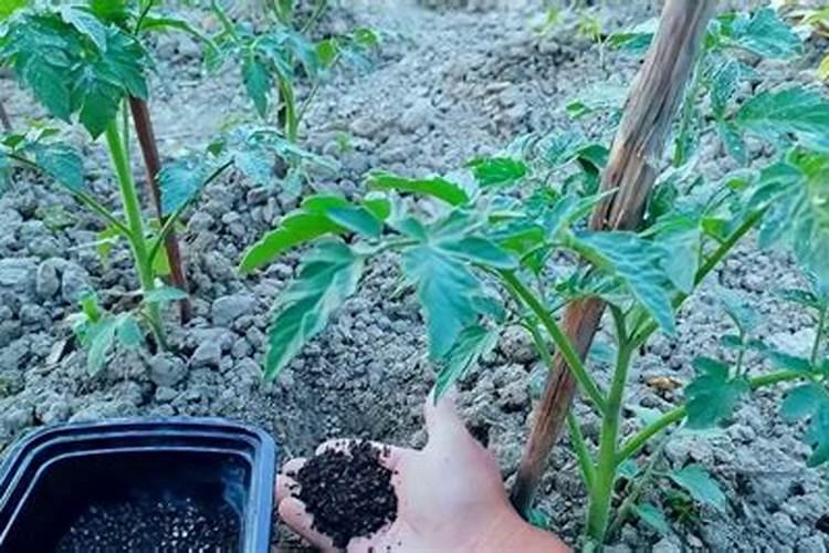 番茄如何施肥何时施肥 才不会给农户造成损失？