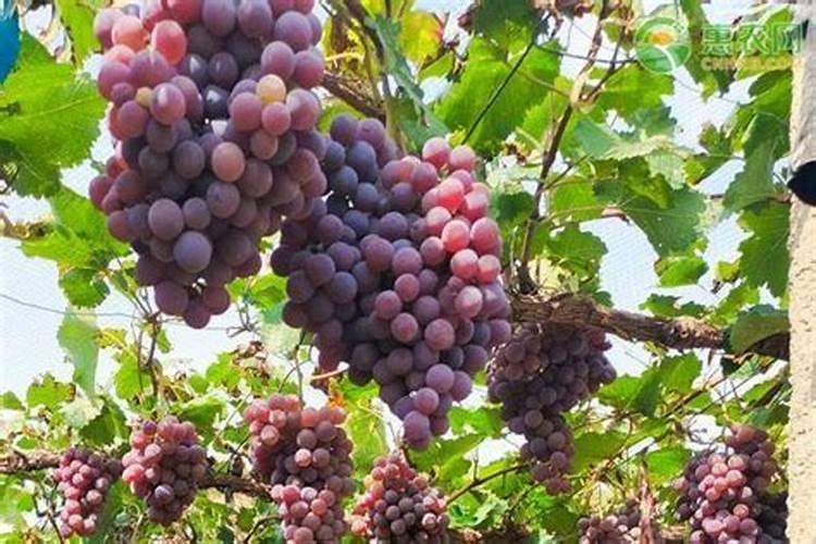 玉米三叶期僵苗需要从新种吗