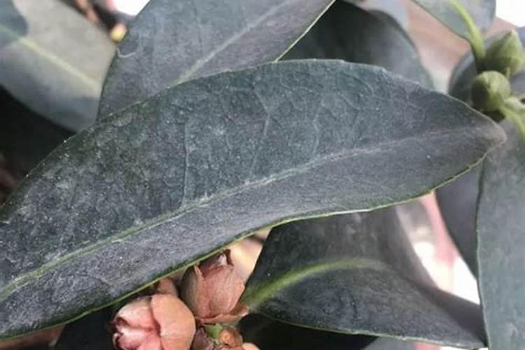 茶花掉落花苞如何养护
