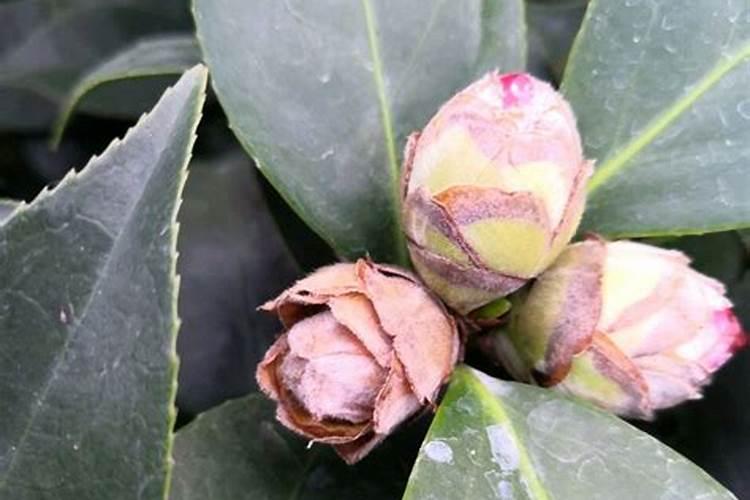 茶花掉叶子花苞干枯怎么办