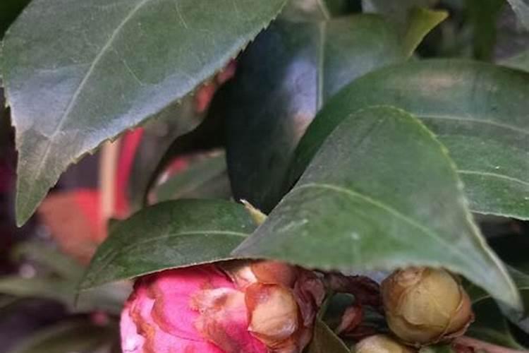 茶花掉落花苞如何养护