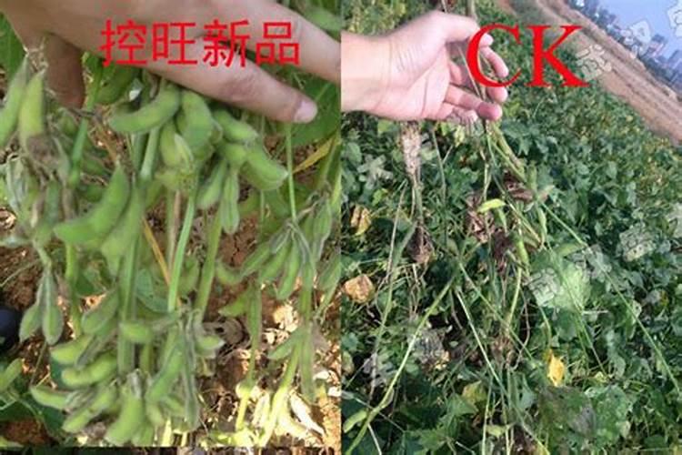 秋季梧桐树施肥氮磷钾肥应施多少