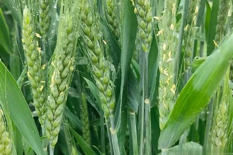 冬瓜种植的施肥建议:昆仑风叶面肥助增收