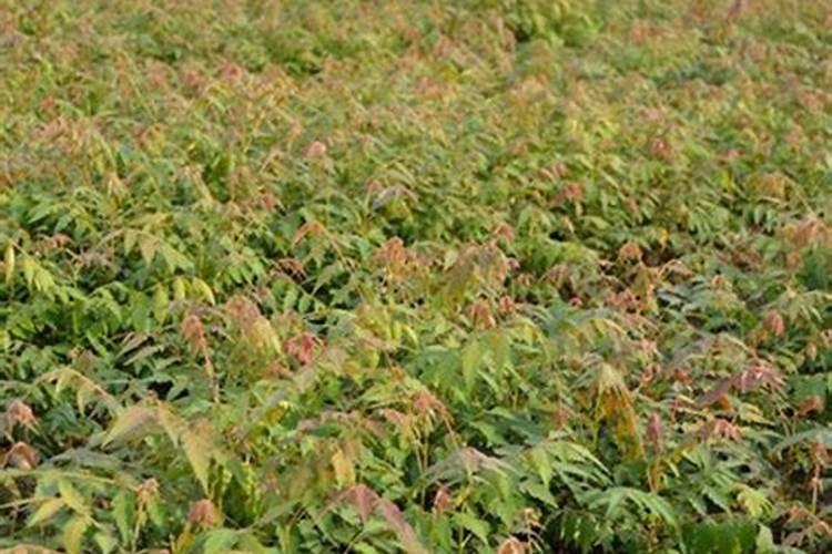 黄山栾树一年施肥最佳时间