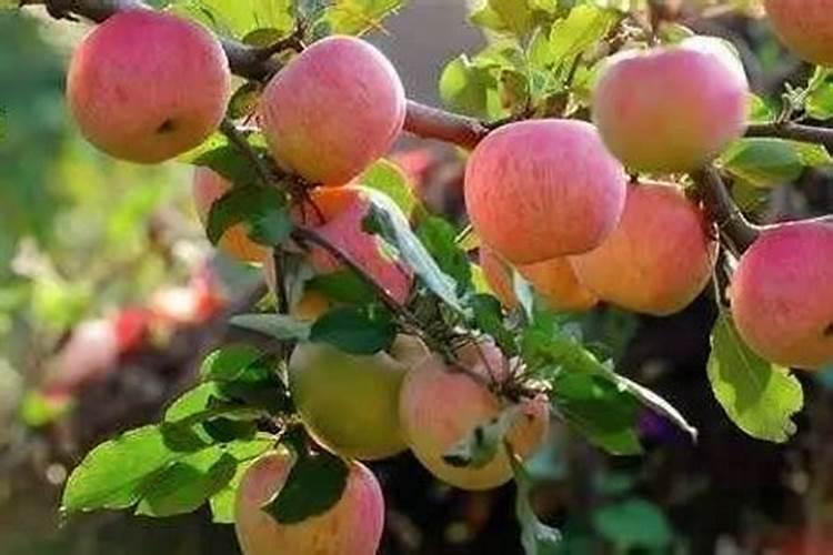 苹果树6月份施什么肥