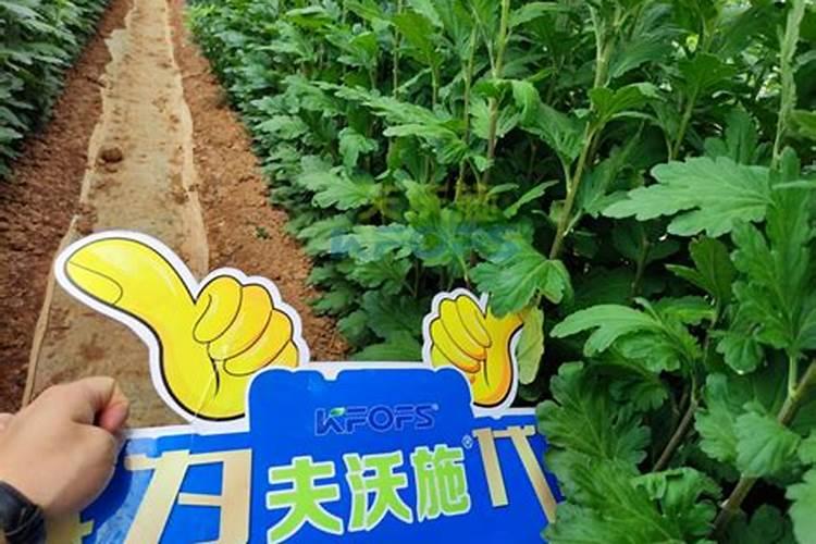 菊花施肥过多该怎么办