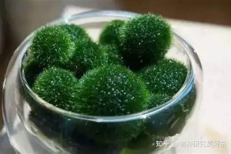 海藻球怎么养 海藻球如何养