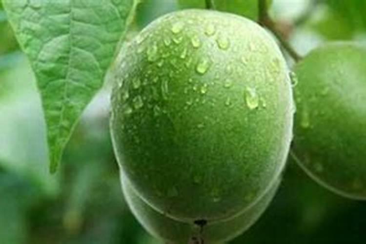 脐橙打药水方法