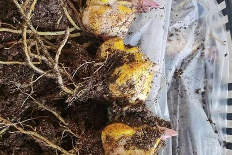 白菜叶面肥的使用方法